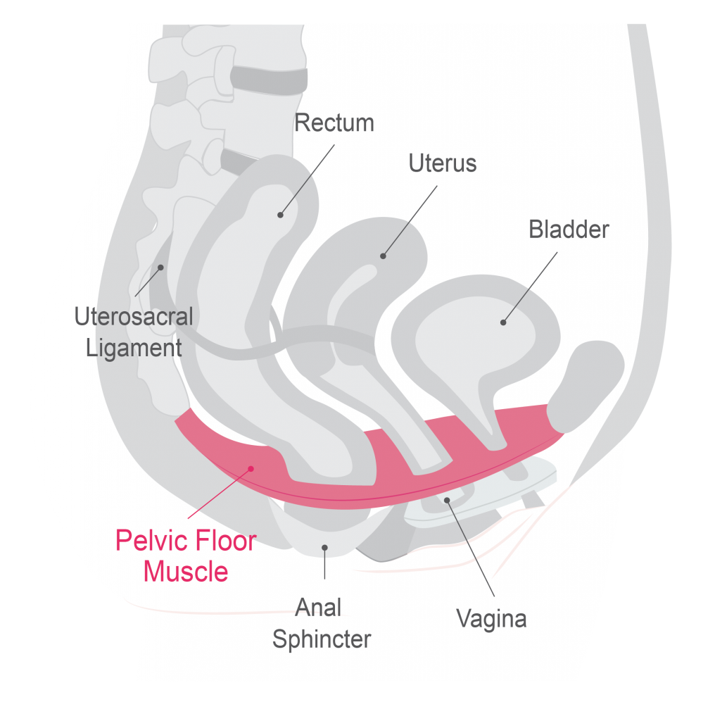 the pelvic floor muscles and urinary incontinence