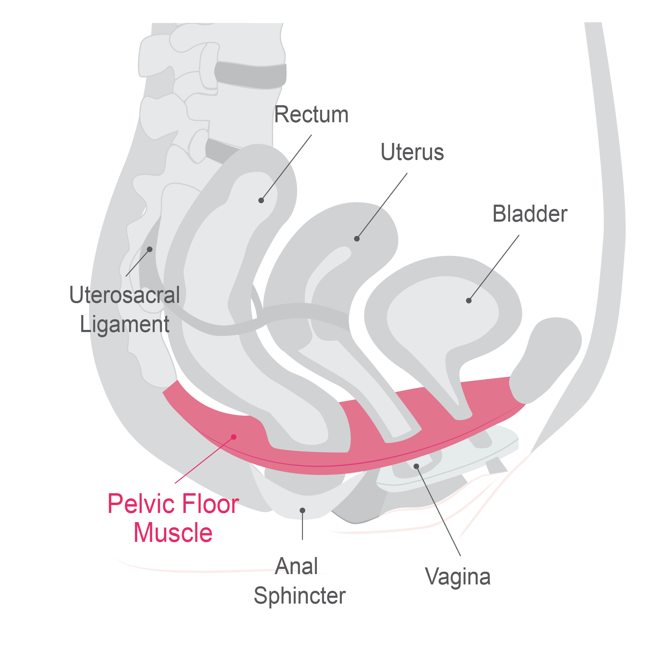 Posterior Pelvic Floor Muscles