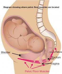 pregnancy and pelvic floor