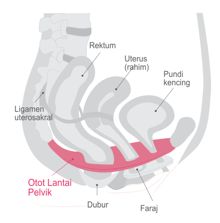 Pelvic Floor BM